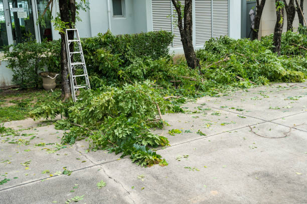 Best Leaf Removal  in Fallon, NV